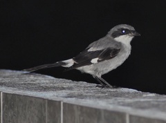Lanius ludovicianus