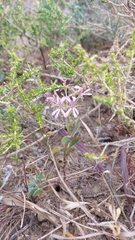 Pelargonium pinnatum