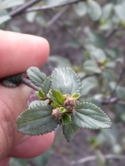 Ceanothus tomentosus