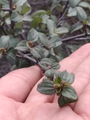 Ceanothus tomentosus