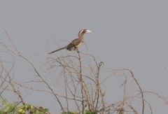 Ocyceros birostris