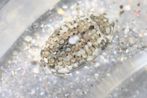 Tecticeps convexus