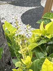 Pseuderanthemum carruthersii