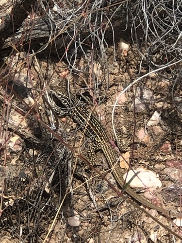Common Checkered Whiptail