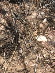 Aspidoscelis tesselatus