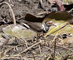 Charadrius tricollaris