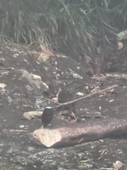 Phoenicurus leucocephalus