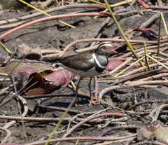 Charadrius tricollaris