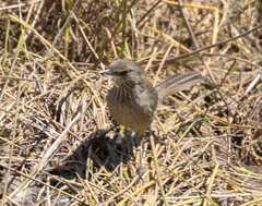 Acrocephalus newtoni