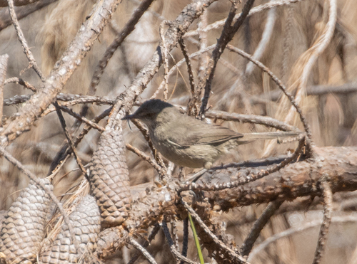 Malagasy Brush Warbler (Nesillas typica), photo 8