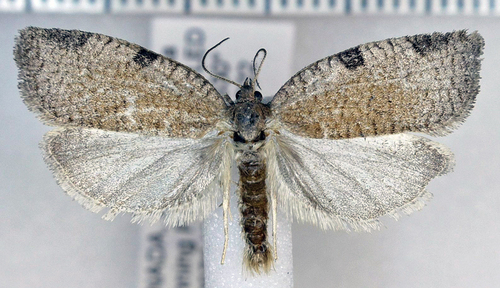 Lozotaenia rindgei