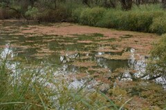 Myriophyllum verrucosum