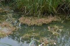 Myriophyllum verrucosum