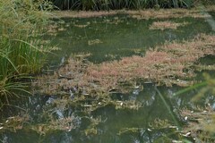 Myriophyllum verrucosum