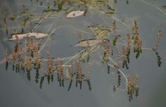 Myriophyllum verrucosum