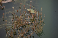 Myriophyllum verrucosum