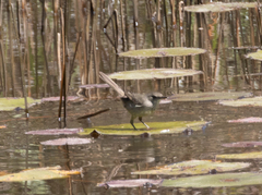 Acrocephalus newtoni