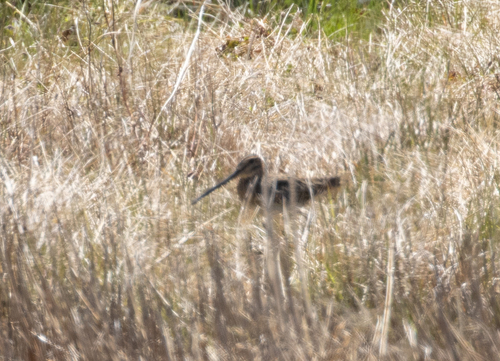 Madagascar Snipe (Gallinago macrodactyla), photo 4