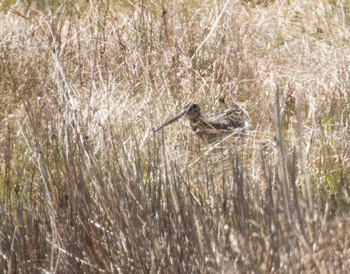 Madagascar Snipe (Gallinago macrodactyla), photo 4