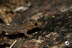 Crenadactylus ocellatus