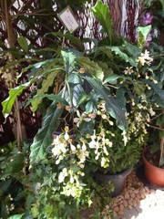 Clerodendrum laevifolium