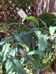 Clerodendrum laevifolium