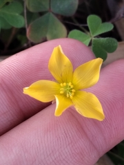 Oxalis californica