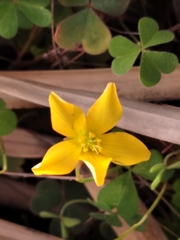 Oxalis californica