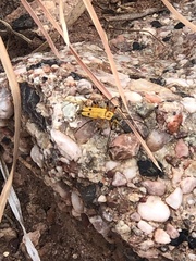 Chauliognathus discus