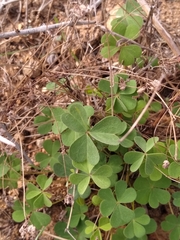 Oxalis californica