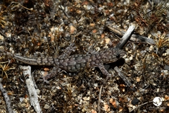 Gehyra variegata