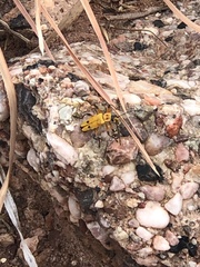 Chauliognathus discus