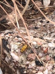 Chauliognathus discus