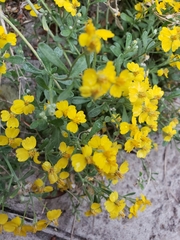 Psilostrophe gnaphalodes