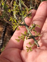 Adolphia californica