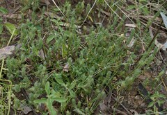 Rostellularia adscendens