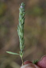 Rostellularia adscendens
