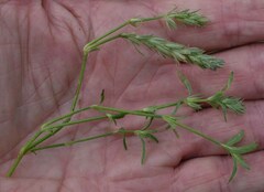 Rostellularia adscendens