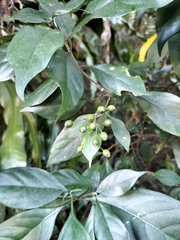 Tarenna gracilipes, photograph 雲一百香果, CC BY, iNaturalist via GBIF