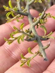 Adolphia californica