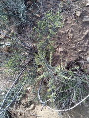 Adolphia californica