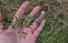 Phyllanthus maderaspatensis