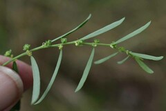 Phyllanthus maderaspatensis