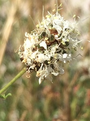 Dalea candida oligophylla
