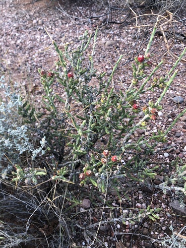 Christmas cholla
