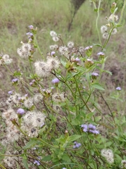 Praxelis clematidea