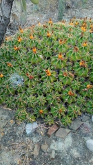 Ferocactus robustus