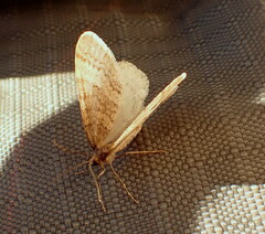 Larentiinae