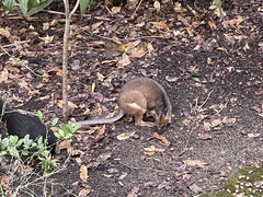 Thylogale stigmatica