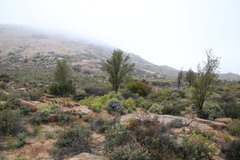 Psoralea arborescens